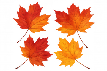 Four vibrant maple leaves displaying stunning autumn colors of red, orange, and yellow, isolated against a transparent background
