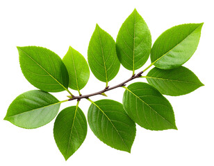 Fototapeta premium Cluster of Small Green Leaves on Twig, Minimalist Botanical Style, Top-Down View, isolated on transparent background PNG