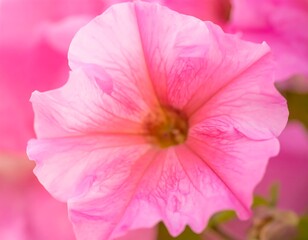Delicate pink flower close-up (1)