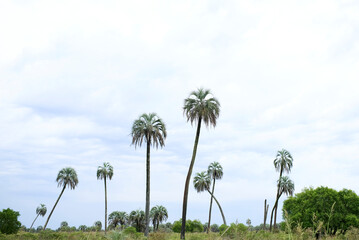 Obraz premium Tropical landscape, El Palmar National Park, in Entre Rios, Argentina, a protected area where the endemic Butia yatay palm tree is found. Concepts: ecotourism, protection of flora native species.
