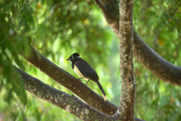 Plush-crested jay, cyanocorax chrysops, Argentinean bird perched on a tree in El Palmar National Park, Entre Rios, Argentina.