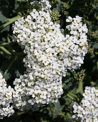 Echter Meerkohl - Sea kale