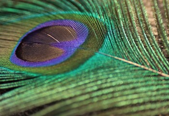 Peacock feather closeup. Selective focus. Feather background.