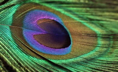 Peacock feather closeup. Selective focus. Feather background.