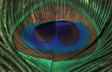 Peacock feather closeup. Selective focus. Feather background.