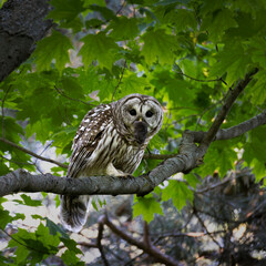 Barred owl Strix varia holding its prey a vole in its sharp beak in southern Ontario Canada