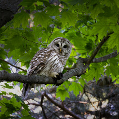 Barred owl Strix varia holding its prey a vole tightly in its talon in southern Ontario Canada