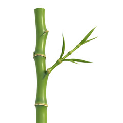 Fototapeta premium Vibrant Green Bamboo Stalk with Delicate Leaves Against a Stark Black Background Symbolizing Growth and Freshness