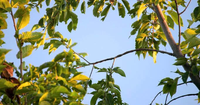 A Juvenile Robin (Turdus migratorius) Takes Flight from a Tree Perch In Slow Motion