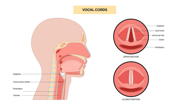 Vocal cords anatomy