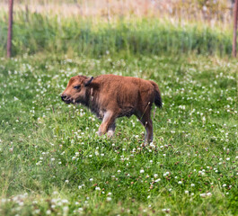 Bison Calf (Bison bison) Grazing Alone in Open Field InmAlaska