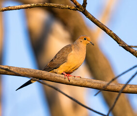 Mourning Dove (Zenaida macroura) at Golden Hour on Tree Limb