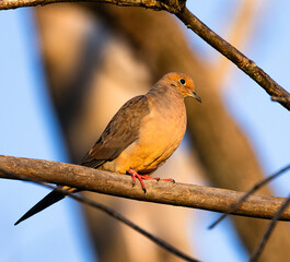 Close Up of Mourning Dove (Zenaida macroura) Perched on Branch in Sunset Lighting