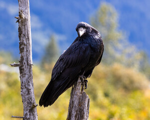 Close Up Of Common Raven (Corvus corax) On A Summer Day In Alaska
