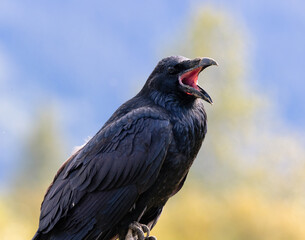 Close Up Of Common Raven (Corvus corax) With Mouth Open In Front Of Mountain Backdrop In Alaska 