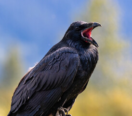 Close Up Of A Common Raven (Corvus corax) With Mouth Open With Mountain Backdrop