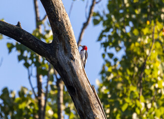 Red-headed Woodpecker (Melanerpes erythrocephalus) on dead tree with acorn in mouth