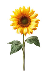 Obraz premium Vibrant sunflower, bold yellow petals, dark green leaves, slender stem, isolated on black