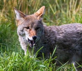 Close Up Of Coyote (Canis latrans) Showing Teeth And Yawning In Tall Summer Grass