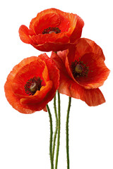 Obraz premium Close-up of three vibrant red poppies (5)