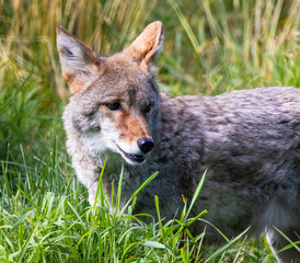 Close Up Portrait Of Coyote (Canis latrans) In Tall Grass In Alaska