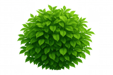 Lush, spherical green bush with dense foliage, isolated on a transparent background, perfect for architectural visualizations or landscape design projects