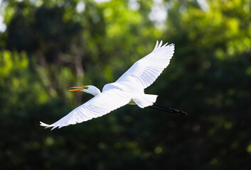 Great Egret (Ardea alba) In Flight With Wings Fully Spread Over Lake In Dense Forest Area
