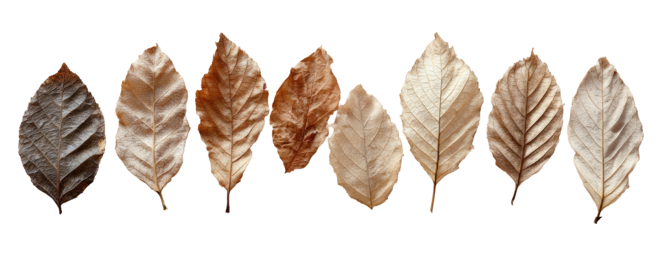 Dried leaves in varying shades of brown and beige