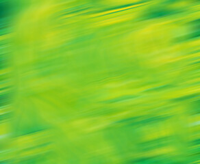 Fototapeta premium green leaves background