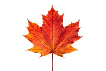 Obraz premium Beautiful fall maple leaf displaying brilliant red-orange hues with natural texture and intricate vein patterns, isolated on a transparent background