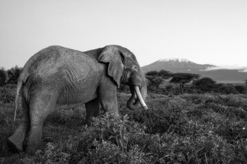 African Wild Elephant infront of Mount Kilimanjaro, Kenya 