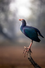 Purple Swamphen and the light coming from top | Bharatpur Birds