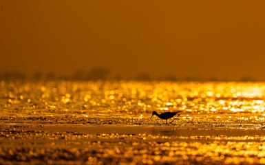 Background Bokeh and the golden glow. Another droplet of nature | water drops on a yellow background