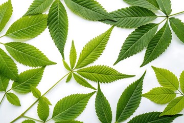 Bunch of green leaves with a leaf in the middle