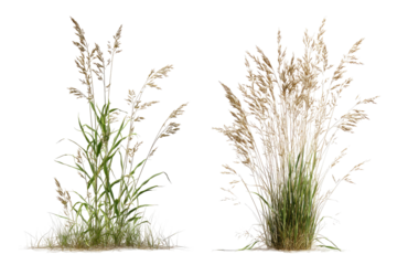 Two clumps of light tan, feathery grasses with green foliage, set against a dark background