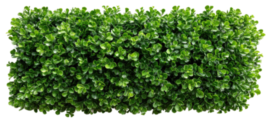 Dense, vibrant green hedge (1)