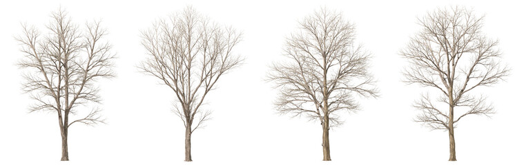 Leafless trees wilderness seasonal collections isolated on transparent backgrounds 3d rendering png