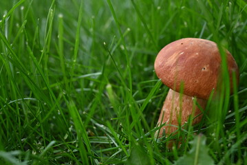 Boletus edulis mushrooms collected in a basket, resting near a mossy pine tree in the autumn woods. Nature porcini collecting concept
