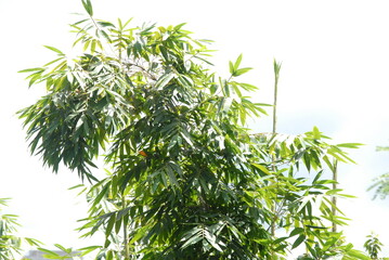 Handcrafted key holders made from bamboo