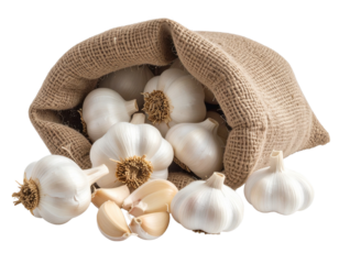 Many garlic bulbs in a jute sack on a white background