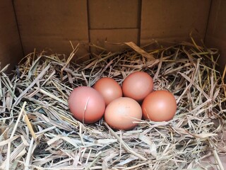 A group of fresh chicken eggs on a nest of dry straw inside a coop