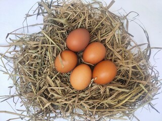 Top view of fresh chicken eggs on dried straw on white background.