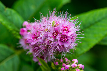pink spirea flowers on a blurred background with bokeh. space for text. colorful flower photo. close-up. beautiful screensaver.