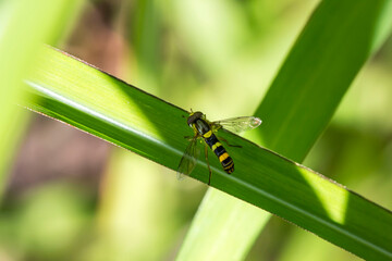 Naklejka premium Helophilus insect on a blurred green background. colorful insect macro photo. space for text. beautiful screensaver. close-up.