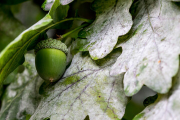 oak fruits and seeds in close-up. colorful acorn macro photo. natural beauty. space for text
