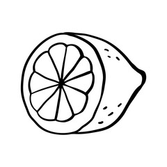 Hand drawn half of a lemon. Lemon cross section.