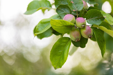 Close-up of young Malus domestica (apple tree) fruits in Tallinn, Estonia. Small green apples with pink blush ripen among fresh summer leaves, symbolizing growth, harvest, orchard nature background