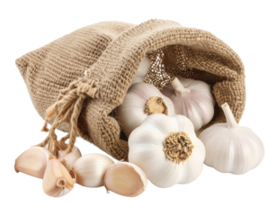 Burlap bag filled with a large amount of garlic bulbs