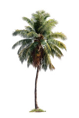 Obraz premium Isolated palm tree, vibrant green fronds, tall, slender trunk, tropical, nature