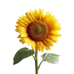 Obraz premium Close-up of a vibrant sunflower, centered on a black background. Its golden yellow petals radiate outward from a dark brown/green central disc. 